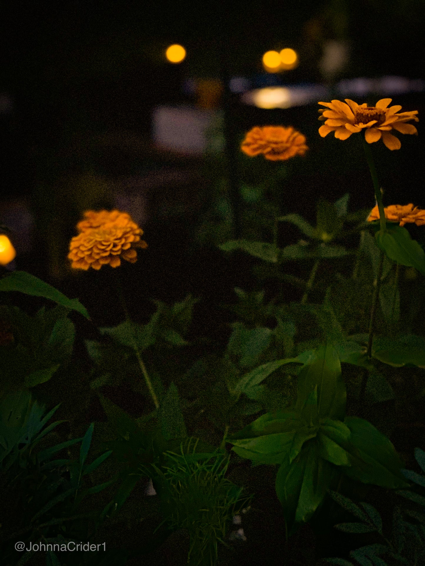 Marigolds in the dark